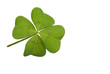 Foto: Kleeblatt Kleeblatt