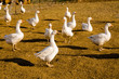 Domestic Geese