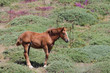 Photo: photograph of a young horse grazing in the meadow photograph of a young horse grazing in the meadow