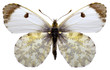 Isolated female Orange Tip butterfly