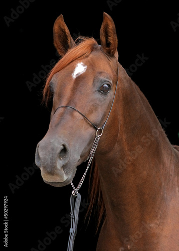 Photo: Red horse portrait Red horse portrait