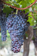 Grapes Hanging on a Vine