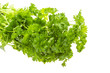Ripe fresh Parsley