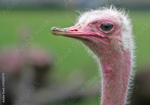 Photo: A Portrait of Ostrich A Portrait of Ostrich