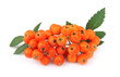 Bunch of red rowan berry