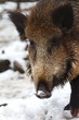 Wildschwein