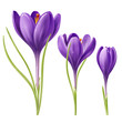 Three flowers