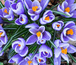 Close up of mauve crocus.