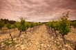 Orange Sky over Green Vineyard