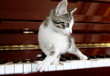Gattino sulla tastiera del pianoforte.