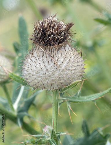 Photo: Wollkopf-Kratzdistel, Cirsium eriophorum Wollkopf-Kratzdistel, Cirsium eriophorum