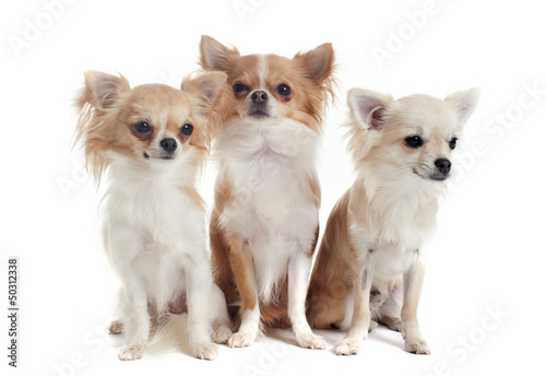 Photo: three chihuahuas three chihuahuas