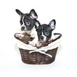 Two French Bulldogs Looking Guilty