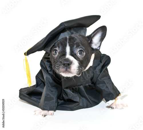 Photo: Silly French Bulldog Wearing Cap and Gown Silly French Bulldog Wearing Cap and Gown