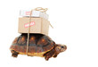 Tortoise Slow Mail
