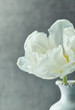 White Tulip