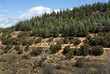 Cretan goats on the hill
