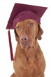 graduation dog