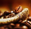 Coffee bean, macro
