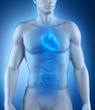 Human heart anatomy