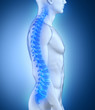 Male spine anatomy lateral view