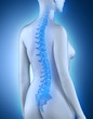 Illustration: Female spine anatomy view Female spine anatomy view