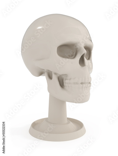 Illustration: Skull Bust - Human Anatomy isolated on white Skull Bust - Human Anatomy isolated on white