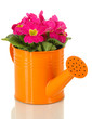 Beautiful pink primula in watering can, isolated on white