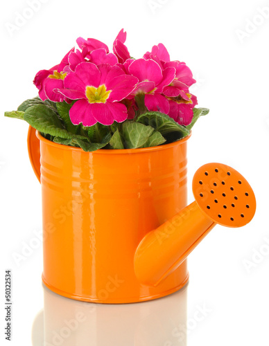 Photo: Beautiful pink primula in watering can, isolated on white Beautiful pink primula in watering can, isolated on white