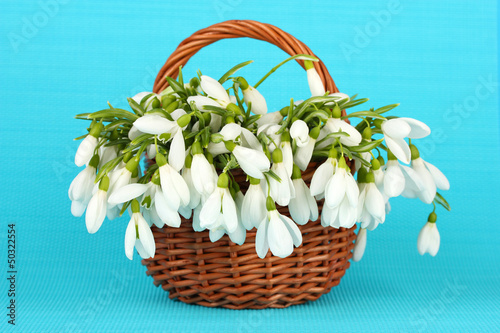 Photo: Spring snowdrop flowers in wicker basket, on color background Spring snowdrop flowers in wicker basket, on color background