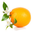 Orange and blossom