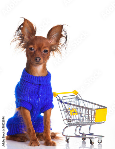 Photo: Toy Terrier with shopping cart isolated on white. Funny little d Toy Terrier with shopping cart isolated on white. Funny little d