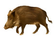 Adult boar. Isolated realistic illustration on white background