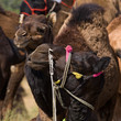Camel at the Pushkar Fair , Rajasthan, India
