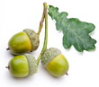 Photo: Acorn with leaf Acorn with leaf