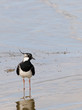 Northern Lapwing; Kiebitz; Vanellus-vanellus