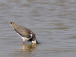 Northern Lapwing; Kiebitz; Vanellus-vanellus
