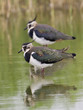 Northern Lapwing; Kiebitz; Vanellus-vanellus