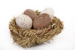 Vogeleier im Nest