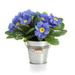 Photo: Blue Primroses Blue Primroses