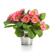 Photo: Pink Primroses Pink Primroses