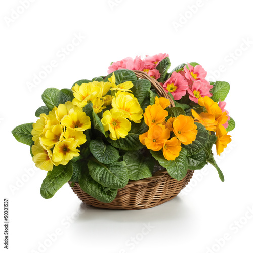 Photo: Primroses in Basket Primroses in Basket