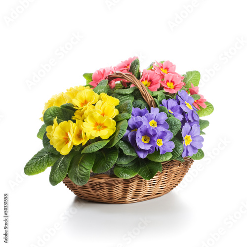 Photo: Basket of Primroses Basket of Primroses