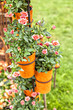 Potted roses