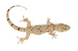 Gecko top view