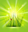 Vector spring background with green grass, sunshine and a ladybi