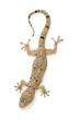 Gecko going down