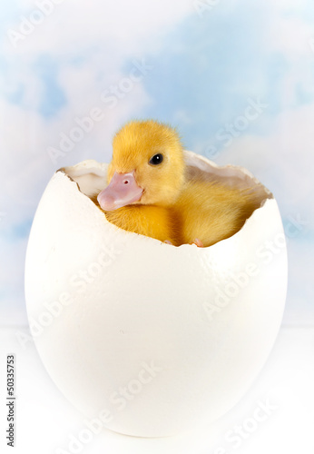 Photo: Ostrich egg with easter duckling Ostrich egg with easter duckling