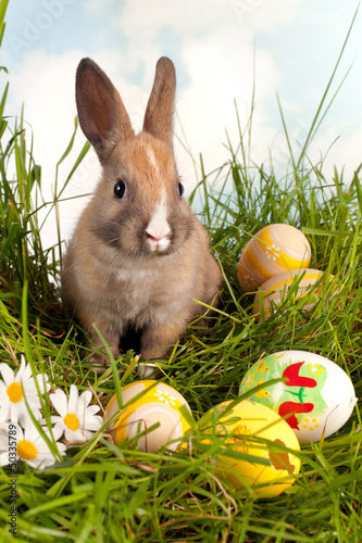 Photo: Easter bunny with eggs Easter bunny with eggs
