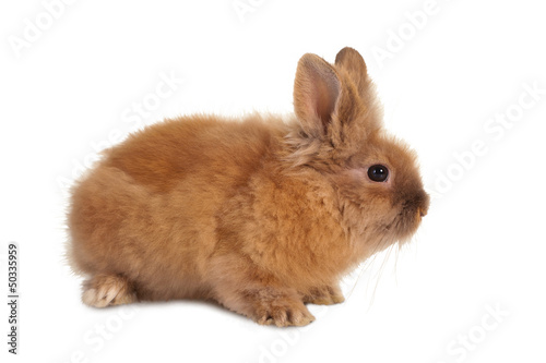 Photo: Small brown rabbit Small brown rabbit